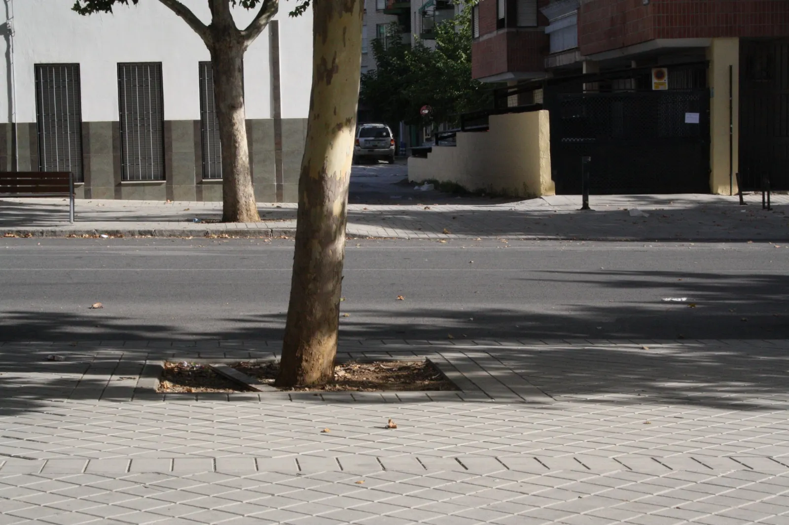 Tronco de un árbol en una acera amplia, con la calle vacía al fondo